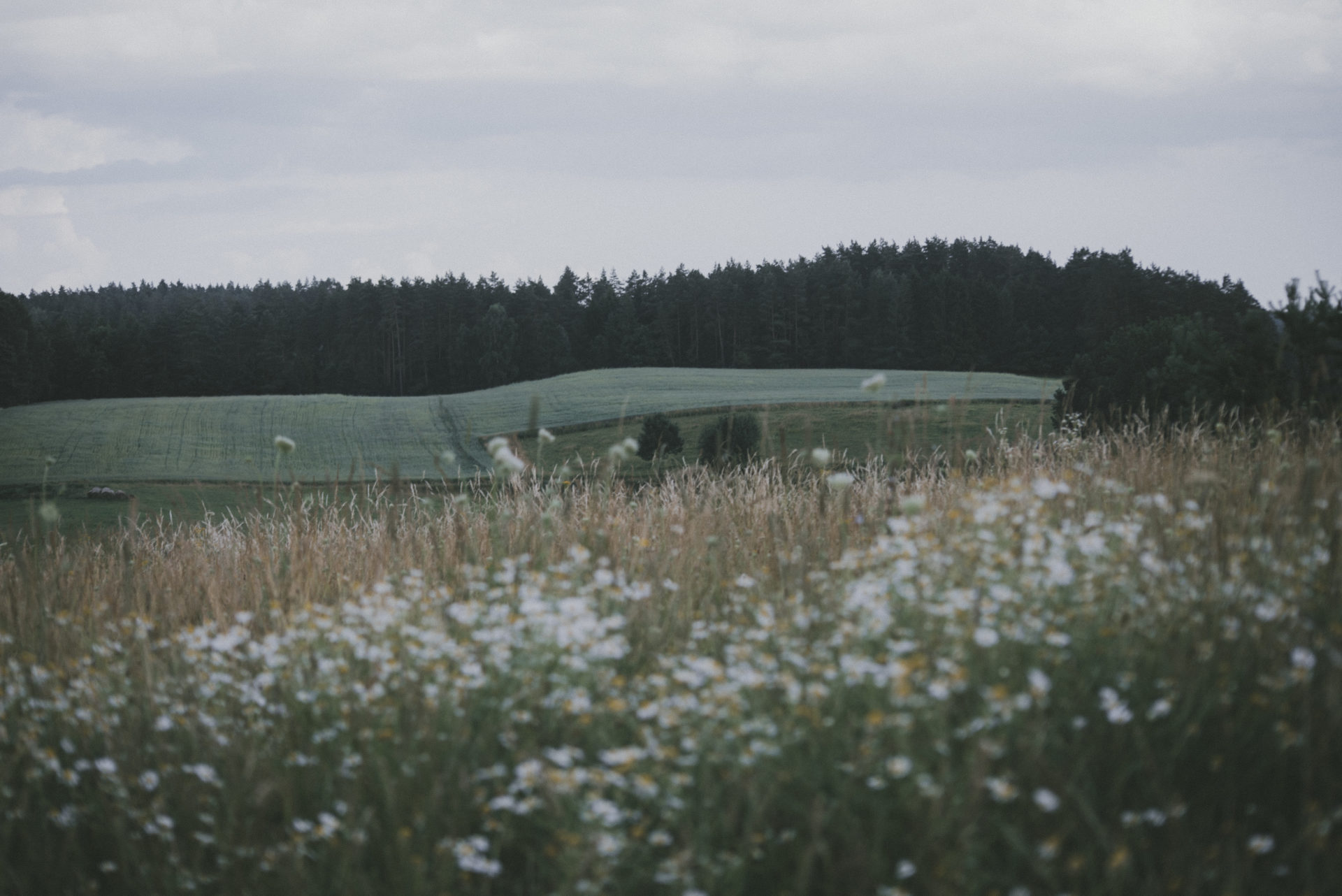 Pola Ziela. Dzień dobry!