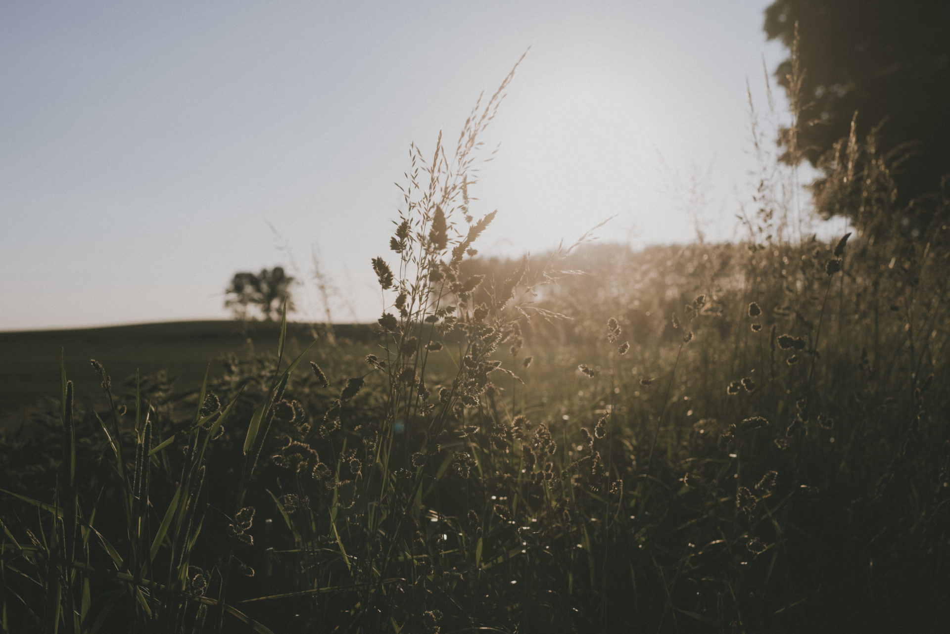 Pola Ziela. Dzień dobry!